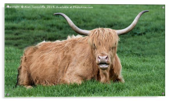 Highland cattle Acrylic by Alan Tunnicliffe