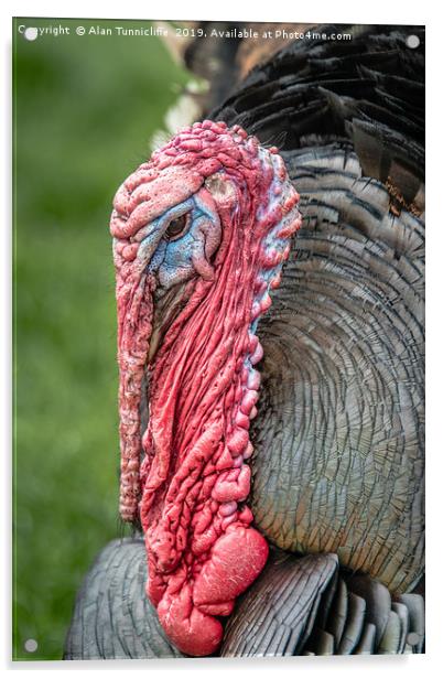 close up of a turkey Acrylic by Alan Tunnicliffe