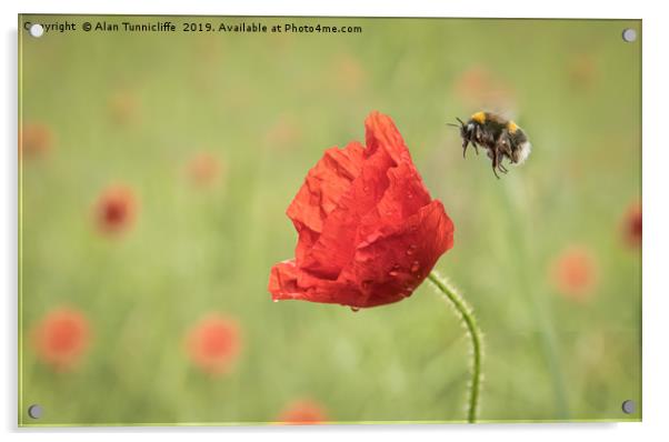 Bee and poppy flower Acrylic by Alan Tunnicliffe