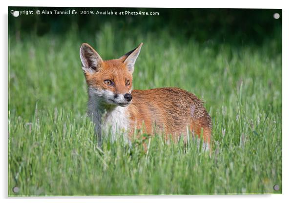 Alert fox Acrylic by Alan Tunnicliffe