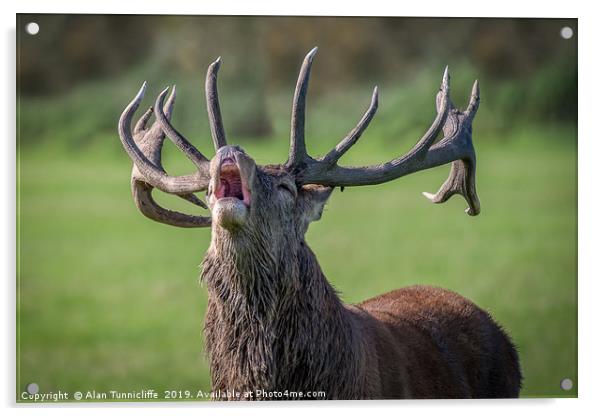 Bellowing red deer Acrylic by Alan Tunnicliffe