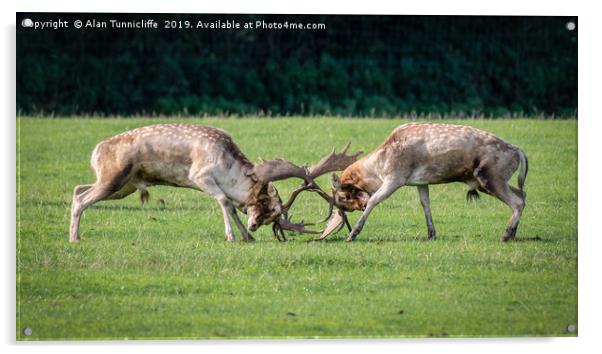 Fallow deer fighting Acrylic by Alan Tunnicliffe