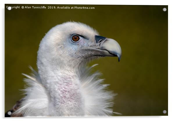 Eurasian Griffon Vulture Acrylic by Alan Tunnicliffe