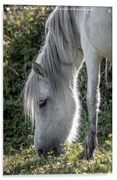 Grey horse Acrylic by Alan Tunnicliffe