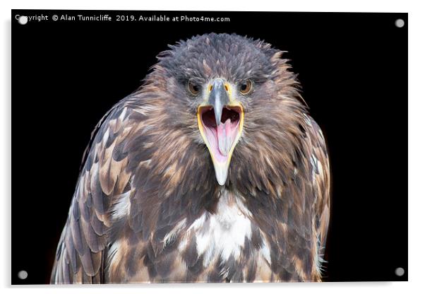 White-tailed sea eagle Acrylic by Alan Tunnicliffe