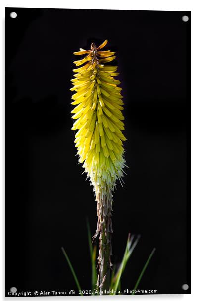 Red hot poker Acrylic by Alan Tunnicliffe
