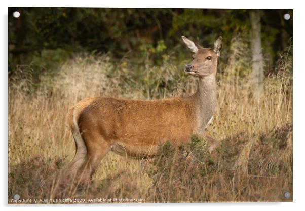 red deer doe Acrylic by Alan Tunnicliffe