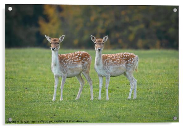 Two young fallow deer Acrylic by Alan Tunnicliffe