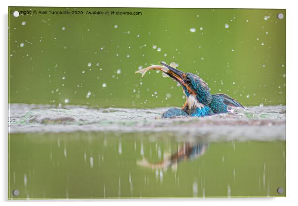 Kingfisher with catch Acrylic by Alan Tunnicliffe