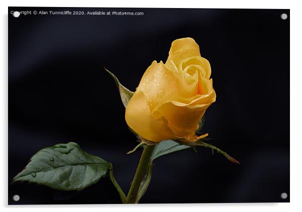 Yellow rose bud Acrylic by Alan Tunnicliffe