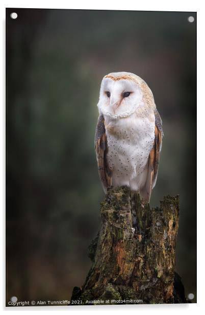 Barn owl Acrylic by Alan Tunnicliffe