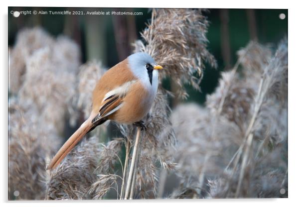 Bearded tit Acrylic by Alan Tunnicliffe