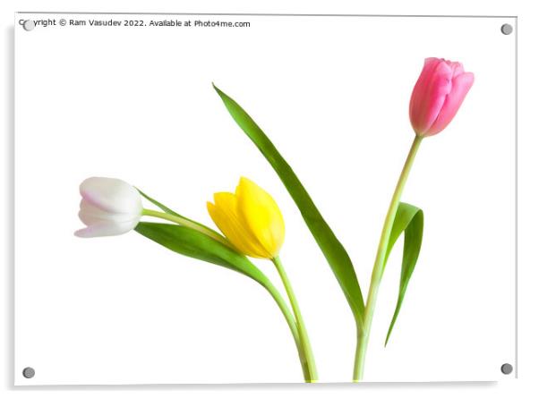 Colorful Tulips Acrylic by Ram Vasudev