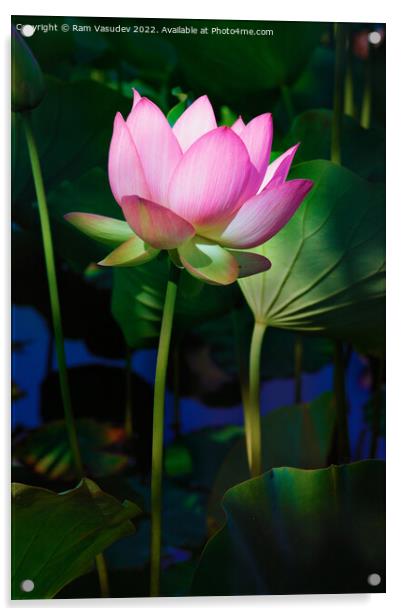 Lotus Flower Acrylic by Ram Vasudev