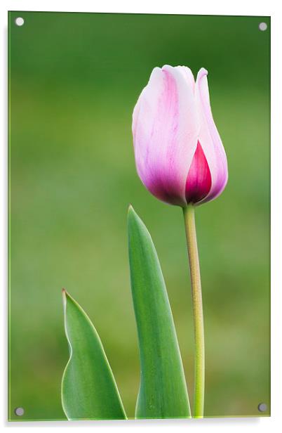 Tulip Acrylic by Ram Vasudev