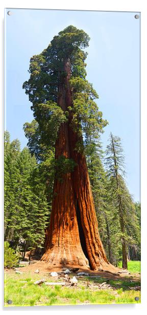 Giant Sequoia Tree - Sequoia National Park Califor Acrylic by Ram Vasudev