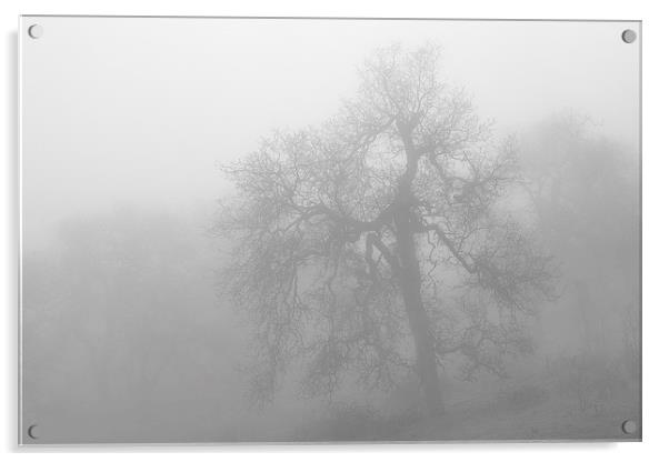 Ghostly Oak in Fog Central California B&W Acrylic by Ram Vasudev