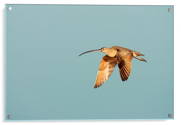 Long-billed Curlew Acrylic by Ram Vasudev