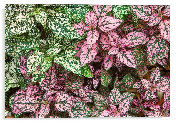  Colorful Leafy Ground Cover Acrylic by Ram Vasudev