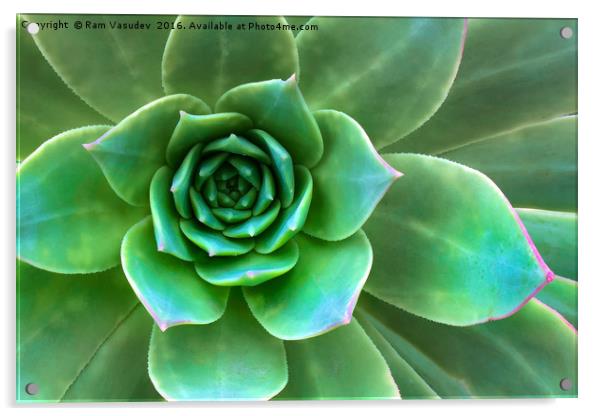 Succulent Closeup Acrylic by Ram Vasudev