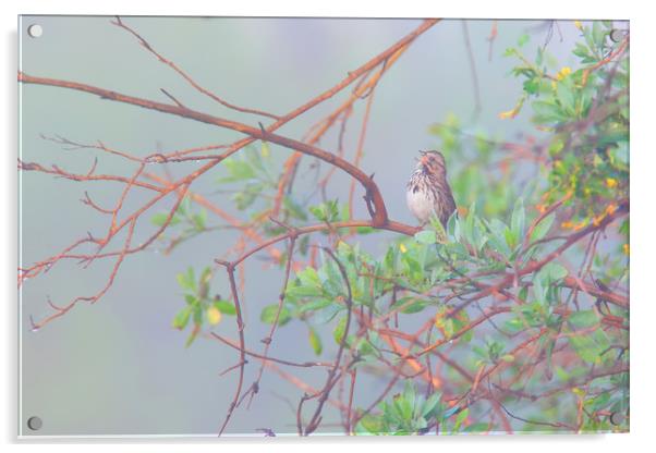 Song sparrow in fog Acrylic by Ram Vasudev