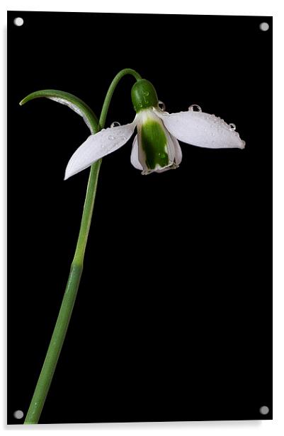 Snowdrop, Galanthus elwesii Acrylic by Rachael Drake