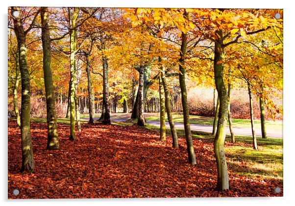 Autumn landscape Acrylic by Susan Sanger
