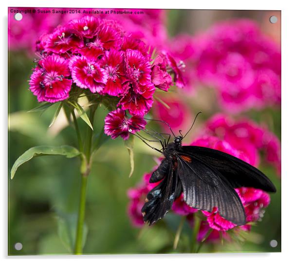 Black butterfly on pink flowers Acrylic by Susan Sanger