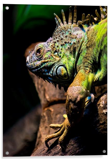 Dragon Reptile Lizard Acrylic by Susan Sanger