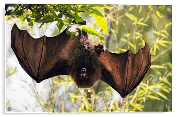 Male bat hanging upside down wings open Acrylic by Susan Sanger