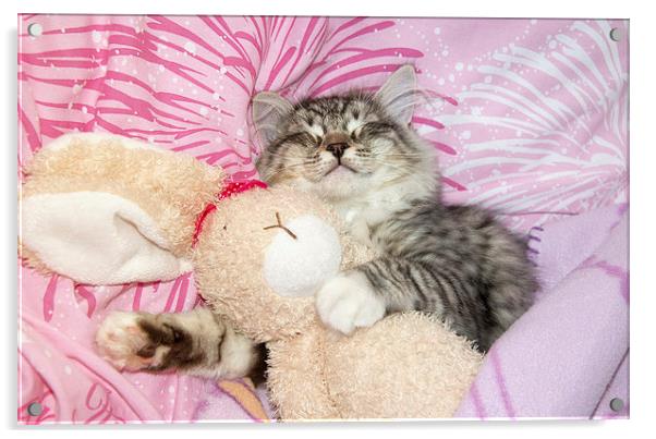 sleeping kitten cuddling up to soft toy bunny Acrylic by Susan Sanger