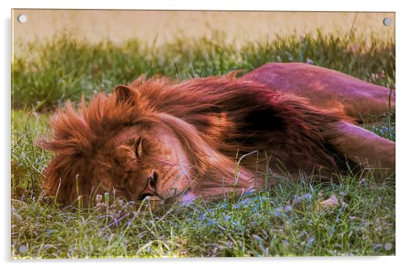 Sleeping lion Acrylic by Susan Sanger