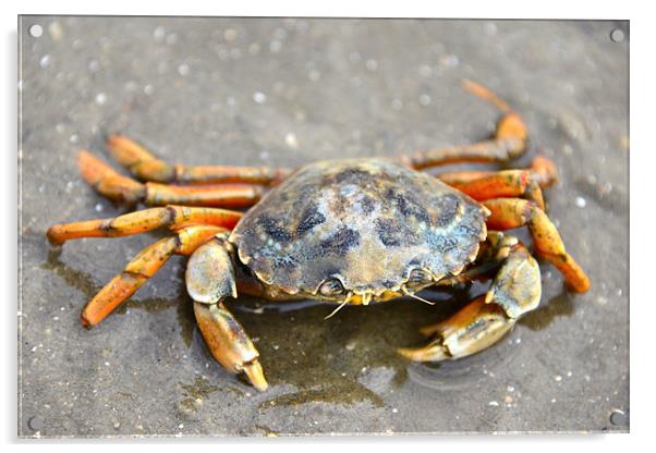 Crab Acrylic by Susan Sanger