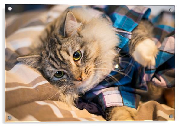 Kitten in pyjamas Acrylic by Susan Sanger