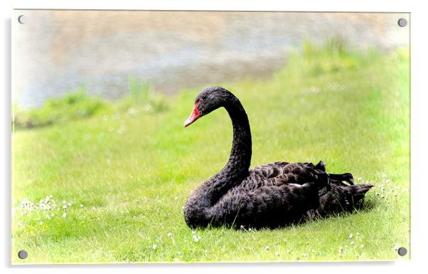 Black Swan Acrylic by Susan Sanger