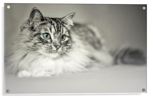Tabby Cat Acrylic by Susan Sanger