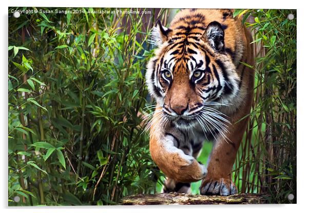  Tiger walking through bamboo Acrylic by Susan Sanger