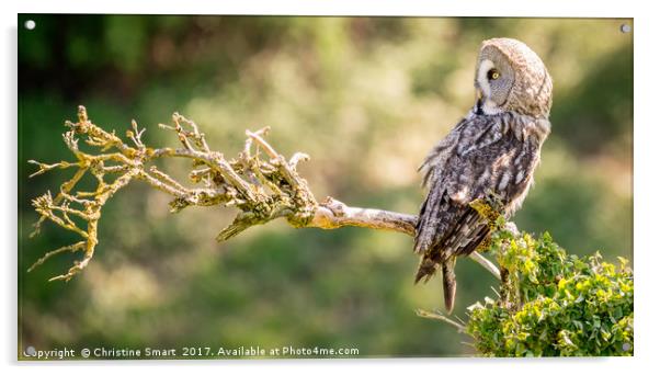 The Owl on the Crooked Branch Acrylic by Christine Smart