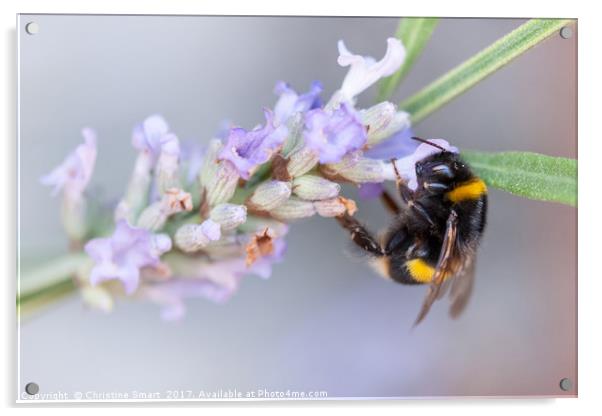 Bumble Bee on Lavender Acrylic by Christine Smart