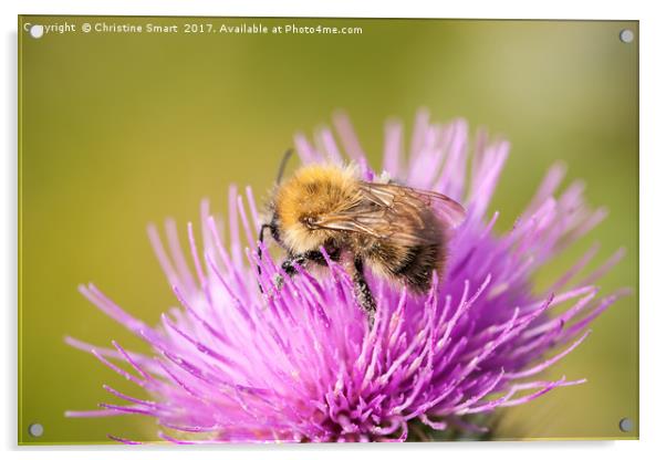 Bumble Bee on Purple Thistle Acrylic by Christine Smart