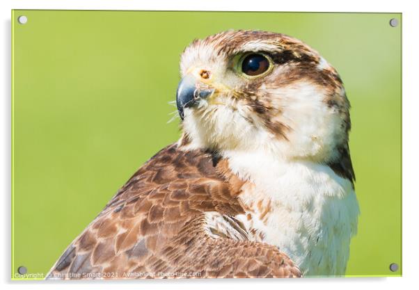 Portrait of a Hawk Acrylic by Christine Smart