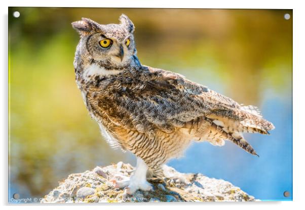 Long Eared Owl Acrylic by Christine Smart