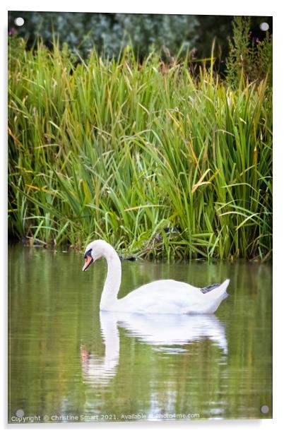 Swan on Lake - Reflection Pond Abergele North Wales Bird Wildlife  Acrylic by Christine Smart