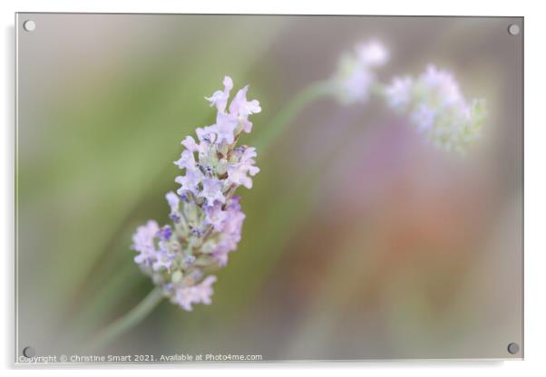 'Lavender Bloom' - Soft Focus Lavender Flowers Acrylic by Christine Smart