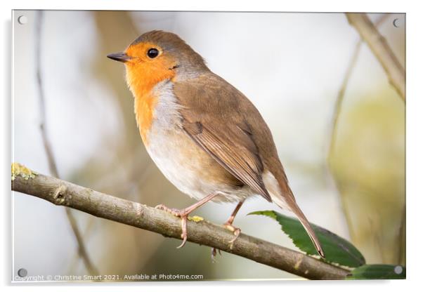 Little Robin Redbreast sitting on a branch - British Bird - UK Wildlife Acrylic by Christine Smart