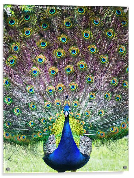  Proud peacock Acrylic by Ian Clamp