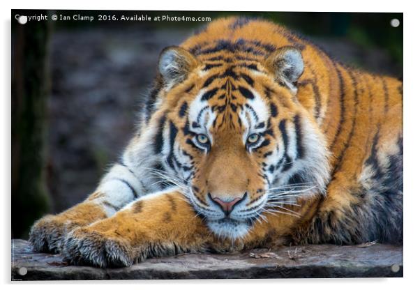 Amur Tiger Acrylic by Ian Clamp