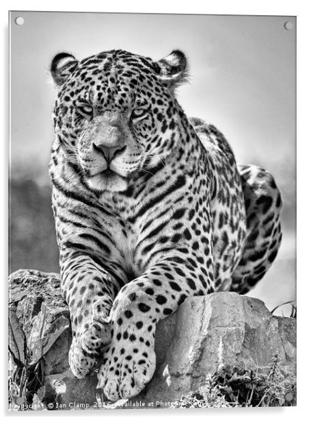 Big cat Jaguar Acrylic by Ian Clamp