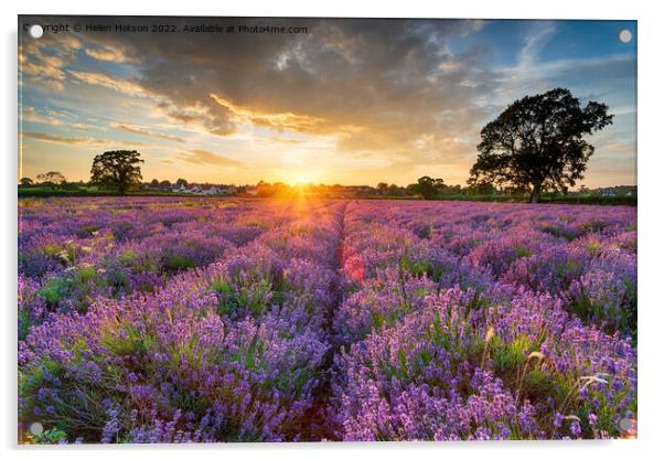 Stunning sunset over fields of Lavender in Somerset Acrylic by Helen Hotson