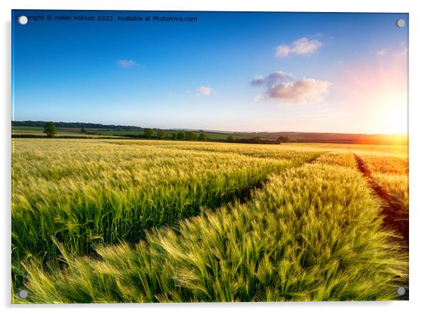 Barley Field Acrylic by Helen Hotson